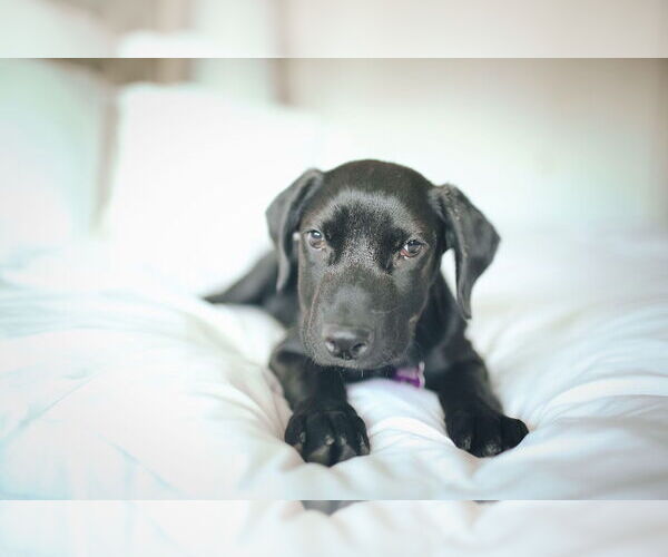 Medium Photo #10 Labrador Retriever-Retriever  Mix Puppy For Sale in Corona, CA, USA