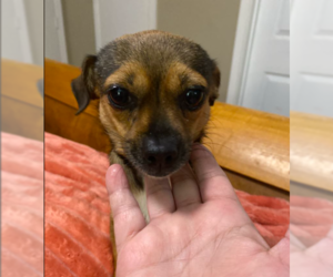 Chihuahua-Unknown Mix Dogs for adoption in Cranston, RI, USA