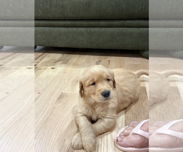 Medium Photo #1 Golden Retriever Puppy For Sale in GARDEN VALLEY, CA, USA