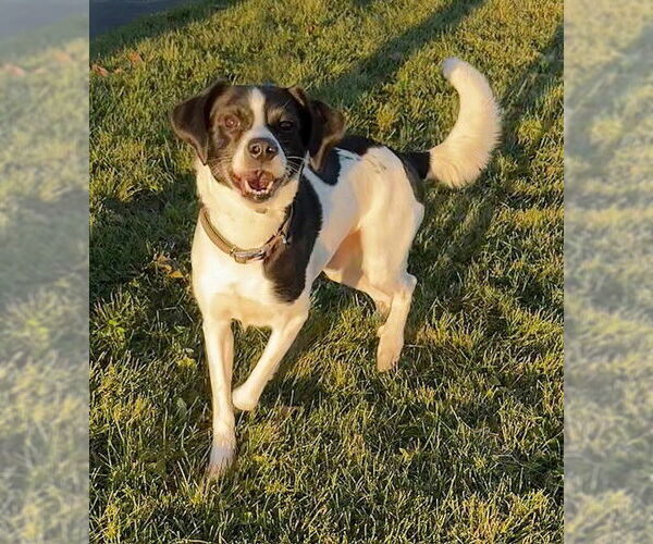 Medium Photo #3 Mutt Puppy For Sale in Genesee, WI, USA