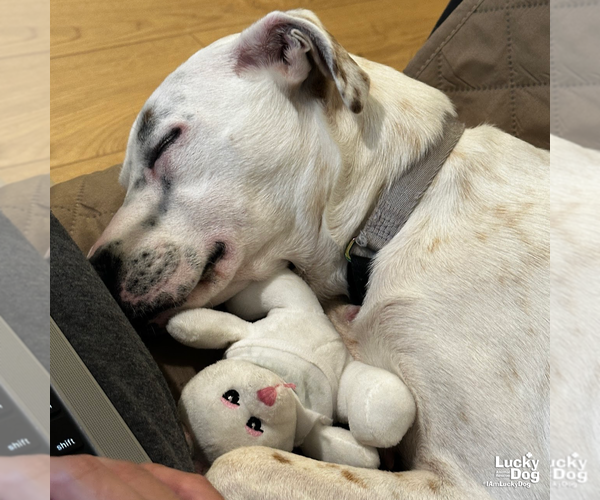 Medium Photo #13 Mutt Puppy For Sale in Washington, DC, USA