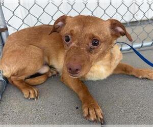 Chihuahua Dogs for adoption in Bakersfield, CA, USA