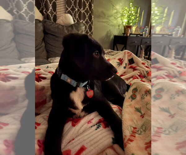 Medium Photo #4 Mutt Puppy For Sale in Springdale, PA, USA