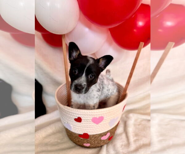 Medium Photo #1 Mutt Puppy For Sale in New London, WI, USA