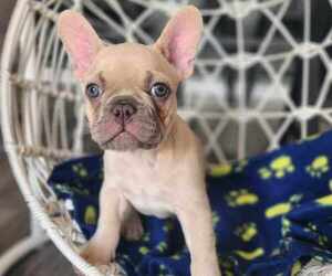 French Bulldog Puppy for sale in SURPRISE, AZ, USA