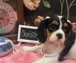 Small #8 Cavalier King Charles Spaniel