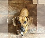 Small #3 Dachshund