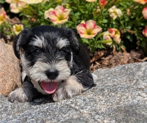 Medium Photo #45 Schnauzer (Miniature) Puppy For Sale in GOSHEN, IN, USA
