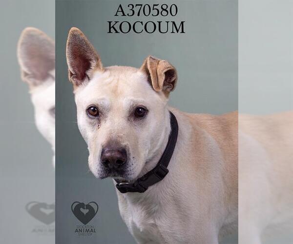 Medium Photo #2 Labrador Retriever-Unknown Mix Puppy For Sale in Stockton, CA, USA