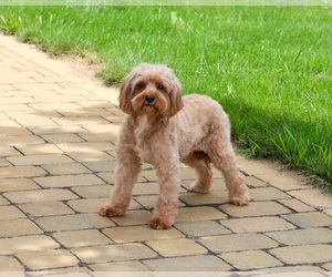 Cavapoo (Miniature) Puppy for sale in SYRACUSE, IN, USA