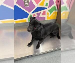 Chihuahua Dogs for adoption in Baytown, TX, USA