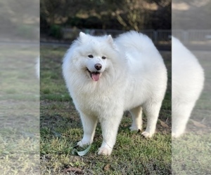 Mother of the Samoyed puppies born on 08/18/2022