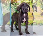 Small #1 Labrador Retriever Mix