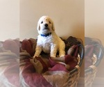 Small Photo #2 Poodle (Standard) Puppy For Sale in HOPKINSVILLE, KY, USA
