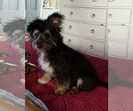 Small Poodle (Miniature) Mix