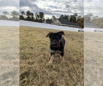 Small Photo #3 German Shepherd Dog Puppy For Sale in GUYTON, GA, USA