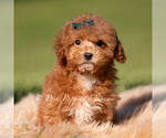 Small #1 Maltipoo (Miniature)
