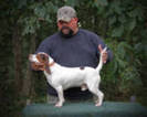 Small Photo #1 Beagle Puppy For Sale in PINCKNEY, MI, USA