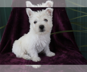 West Highland White Terrier Puppy for sale in SHILOH, OH, USA