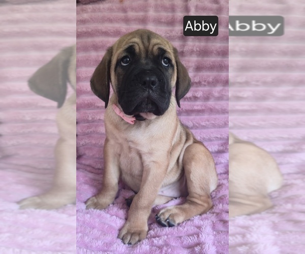 Medium Photo #4 Cane Corso Puppy For Sale in MINERAL WELLS, WV, USA