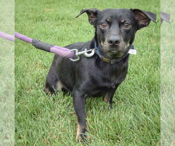 Medium Photo #2 Beagle-Chihuahua Mix Puppy For Sale in Huntley, IL, USA