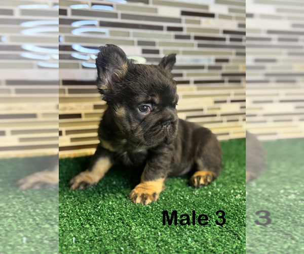 Medium Photo #3 French Bulldog Puppy For Sale in SAN ANTONIO, TX, USA