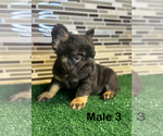 Small #2 French Bulldog