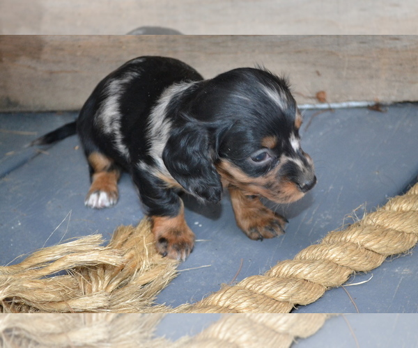 Medium Photo #4 Dachshund Puppy For Sale in GREENWOOD, WI, USA
