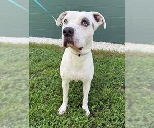 American Pit Bull Terrier Dogs for adoption in Naples, FL, USA