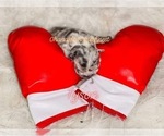 Small Photo #13 French Bulldog Puppy For Sale in NEWARK, NJ, USA