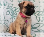 Small Photo #6 Pug Puppy For Sale in CHARLOTT HALL, MD, USA