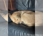 Small #12 Labrador Retriever Mix