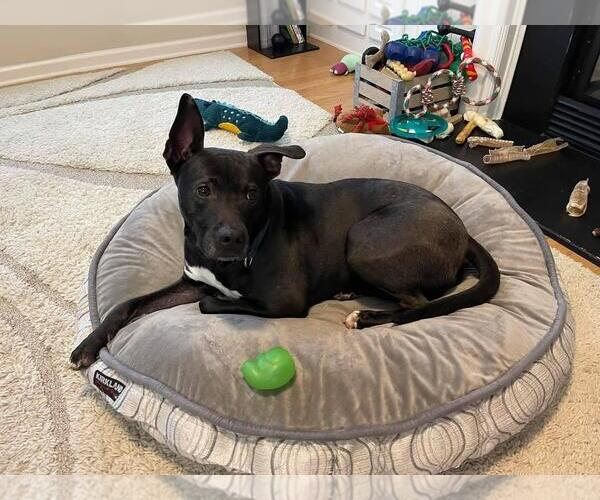 Medium Photo #5 Labrador Retriever-Unknown Mix Puppy For Sale in Atlanta, GA, USA