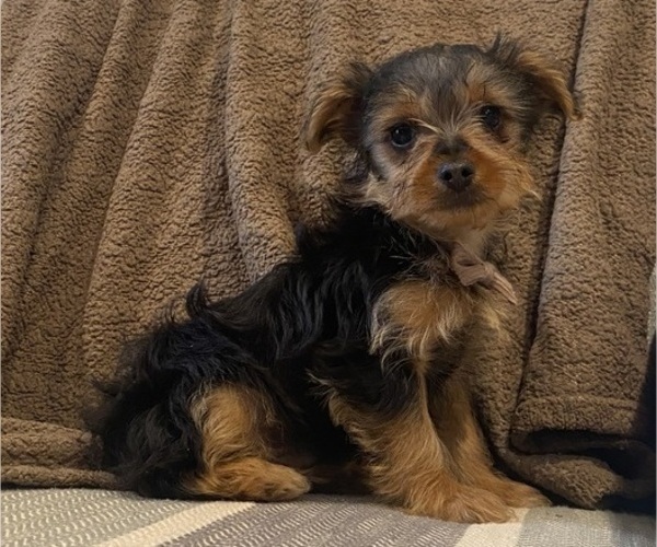 Medium Photo #8 Yorkshire Terrier Puppy For Sale in RICHMOND, MI, USA