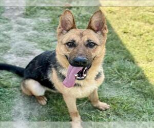 German Shepherd Dog Dogs for adoption in Conroe, TX, USA