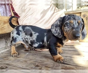 Dachshund Puppy for sale in LOUISVILLE, KY, USA