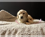 Small Photo #4 Labradoodle Puppy For Sale in COBB, WI, USA