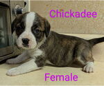 Small #4 Bearded Collie Mix