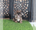 Small #2 Yorkipoo