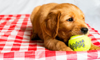 Small Photo #20 Golden Retriever Puppy For Sale in EX SPGS, MO, USA