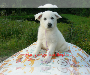 German Shepherd Dog Puppy for Sale in PIEDMONT, Missouri USA