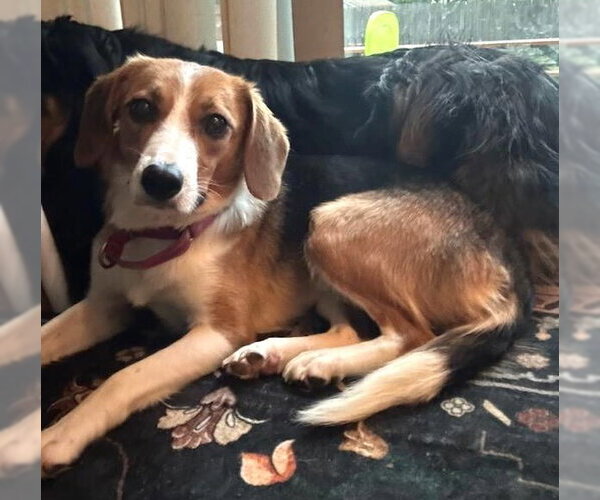 Medium Photo #3 Beagle-Unknown Mix Puppy For Sale in Wakefield, RI, USA