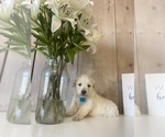 Puppy Light Blue Golden Retriever