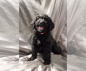 Double Doodle Puppy for sale in MESA, AZ, USA