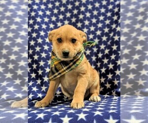 Mutt Puppy for sale in KIRKWOOD, PA, USA
