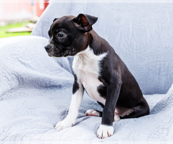 Medium Photo #33 Boston Terrier Puppy For Sale in WAKARUSA, IN, USA