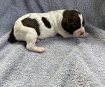 Puppy 5 Brittany-German Shorthaired Pointer Mix