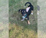 Small #7 Mutt
