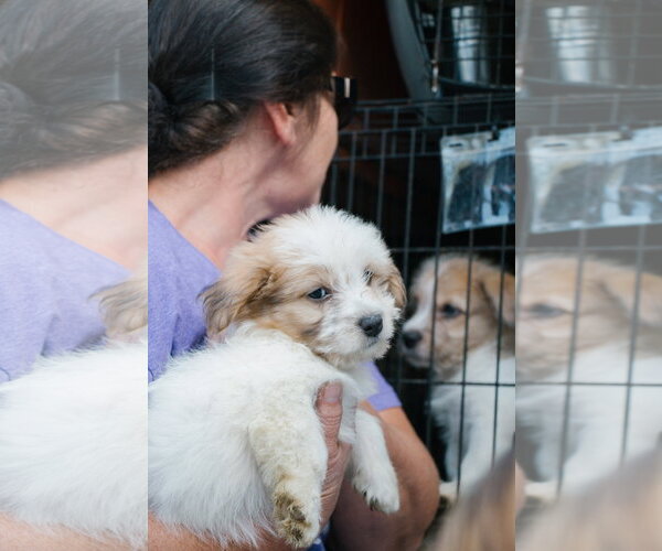 Medium Photo #1 Cairn Terrier-Unknown Mix Puppy For Sale in Oakhurst, NJ, USA