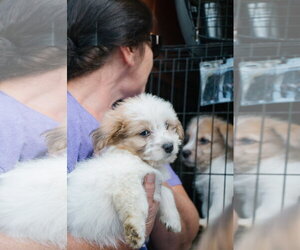 Cairn Terrier-Unknown Mix Dogs for adoption in Oakhurst, NJ, USA